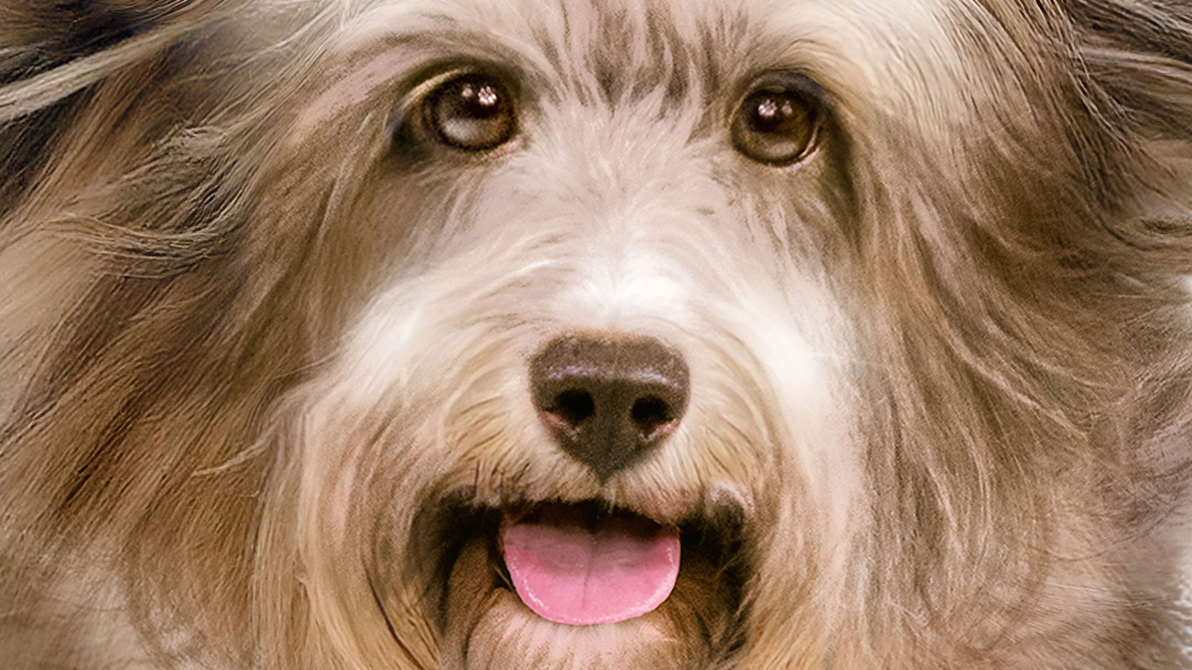 Chien FIDO