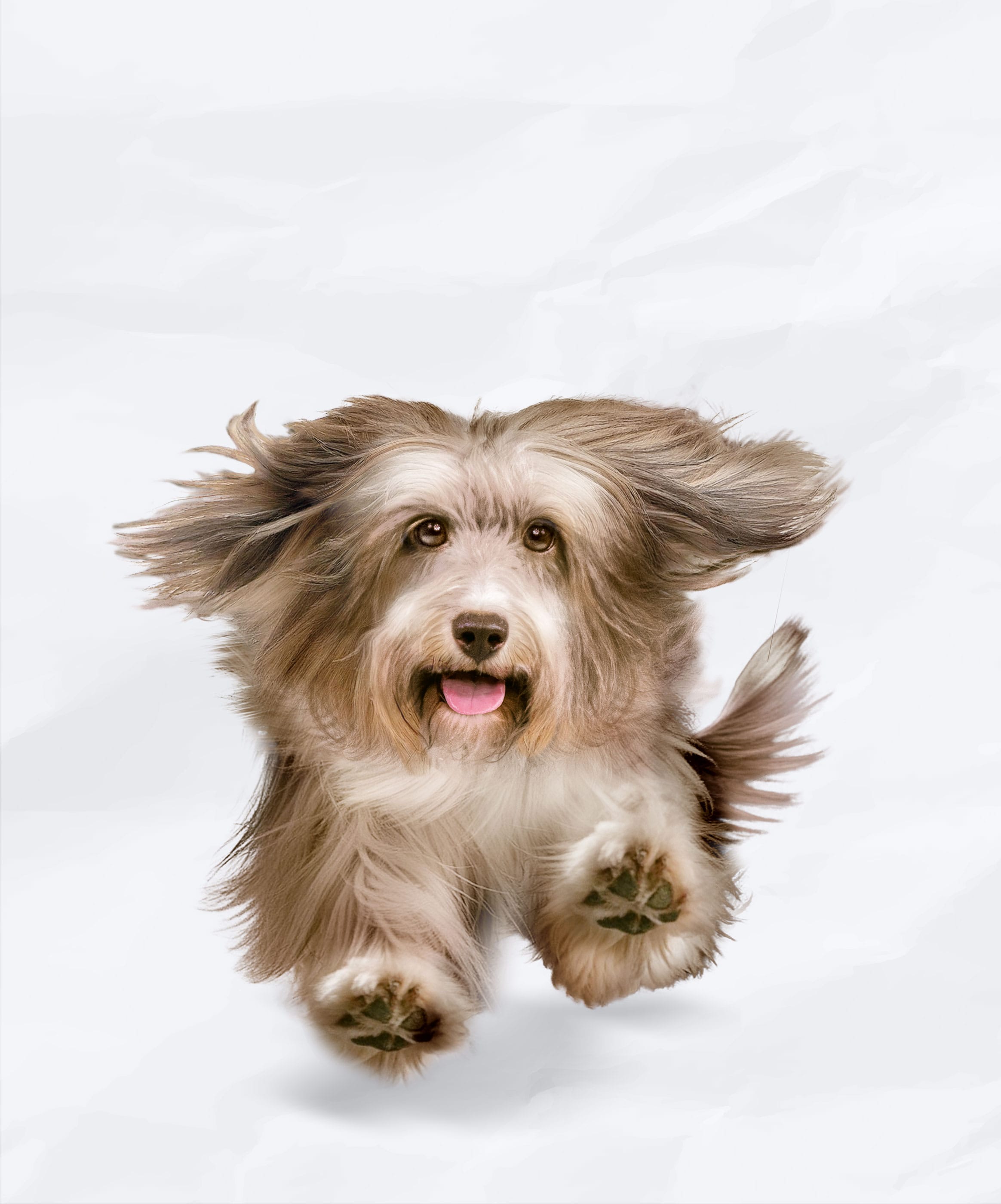 Visuel chien FIDO